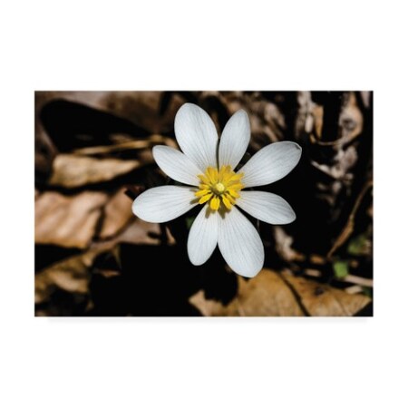 Trademark Fine Art Kurt Shaffer 'Bloodroot Flower' Canvas Art, 22x32 KS01431-C2232GG